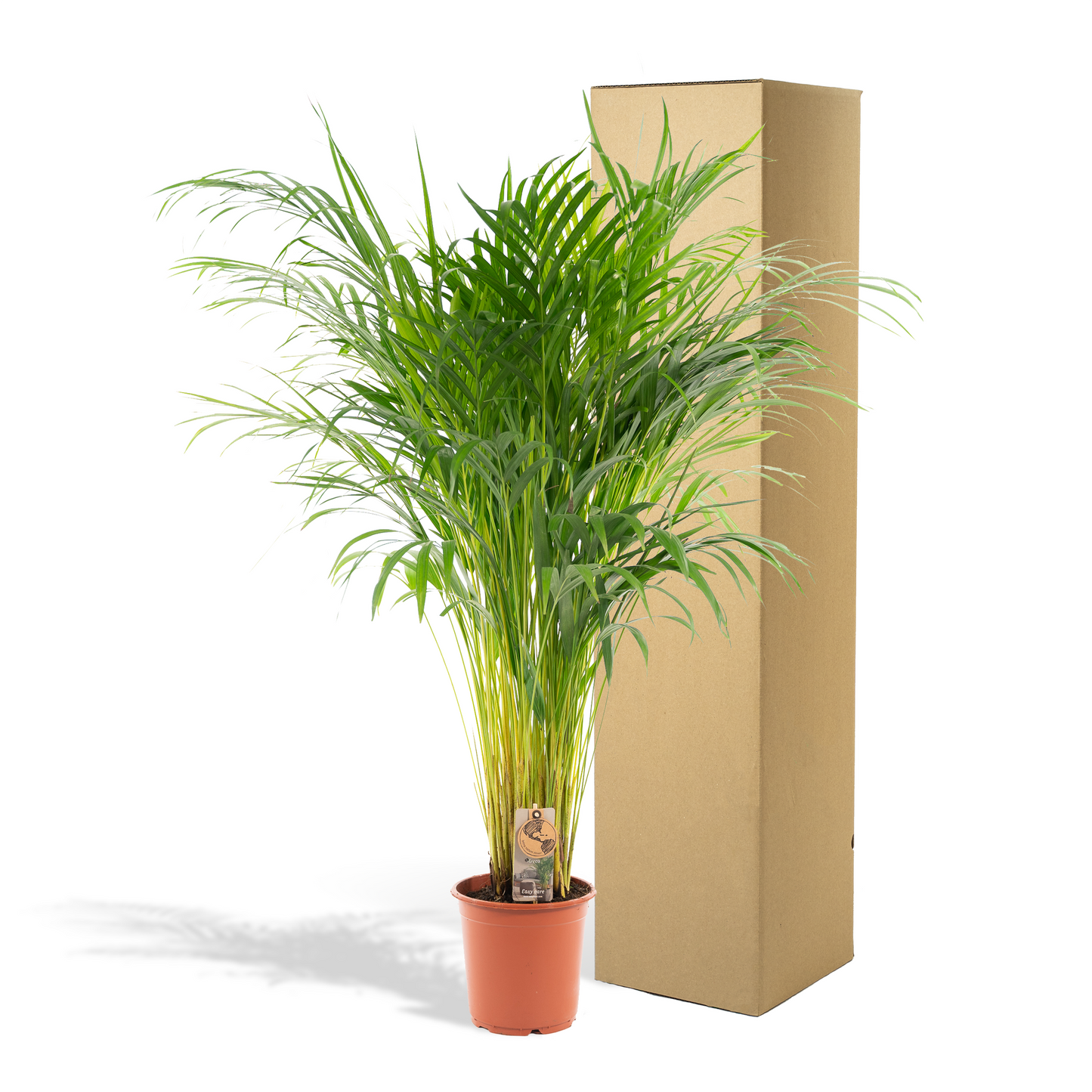 Areca Palm – Goudpalm kamerplant