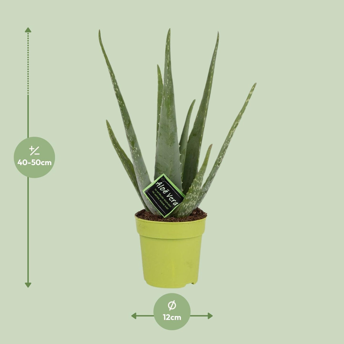 Aloe Vera – Aloë vera kamerplant