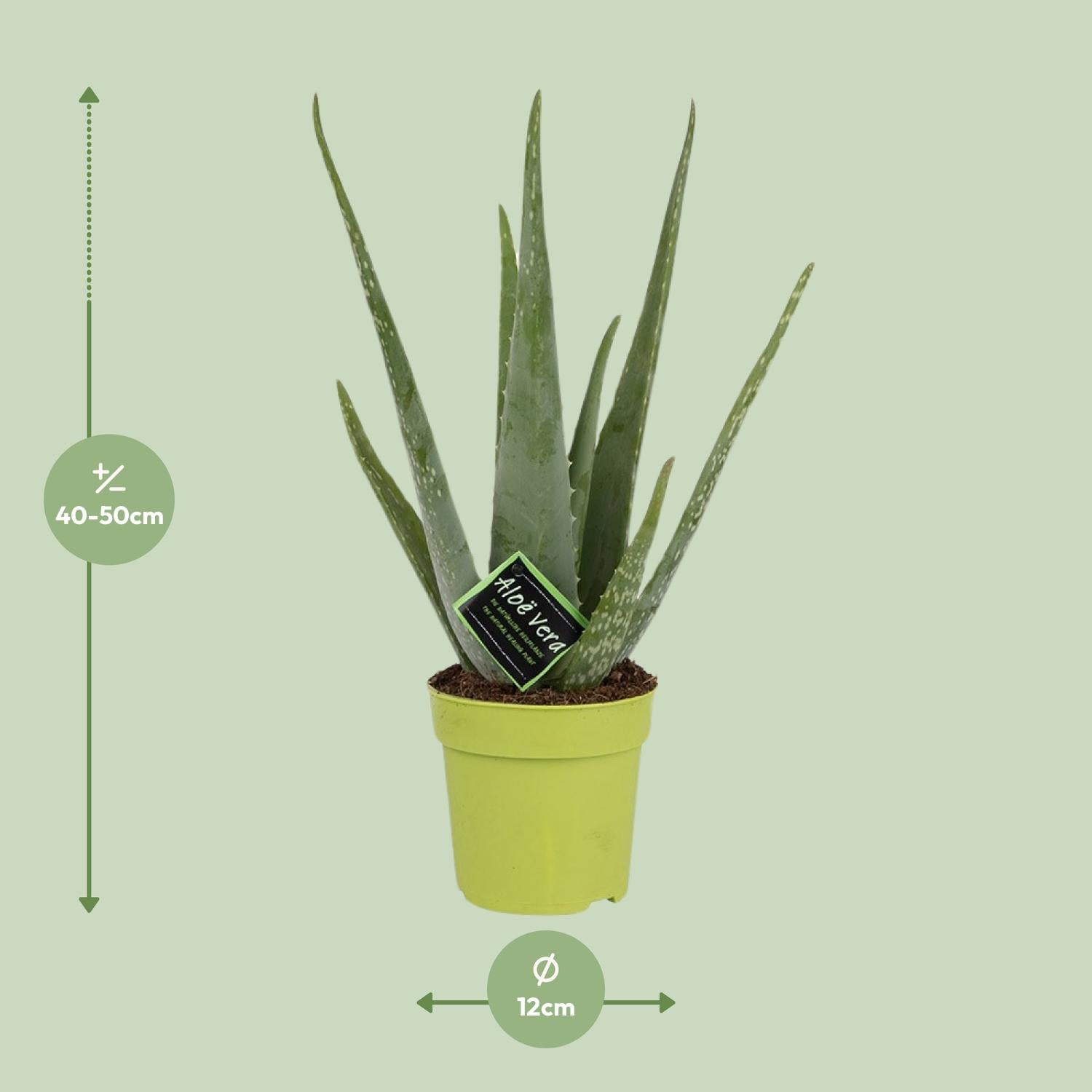 Aloe Vera – Aloë vera kamerplant