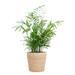 Chamadorea Elegans met Sofia mand naturel - 55cm - Ø17