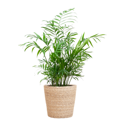 Chamadorea Elegans met Sofia mand naturel - 55cm - Ø17