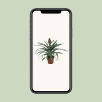 Ananasplant – Ananas kamerplant