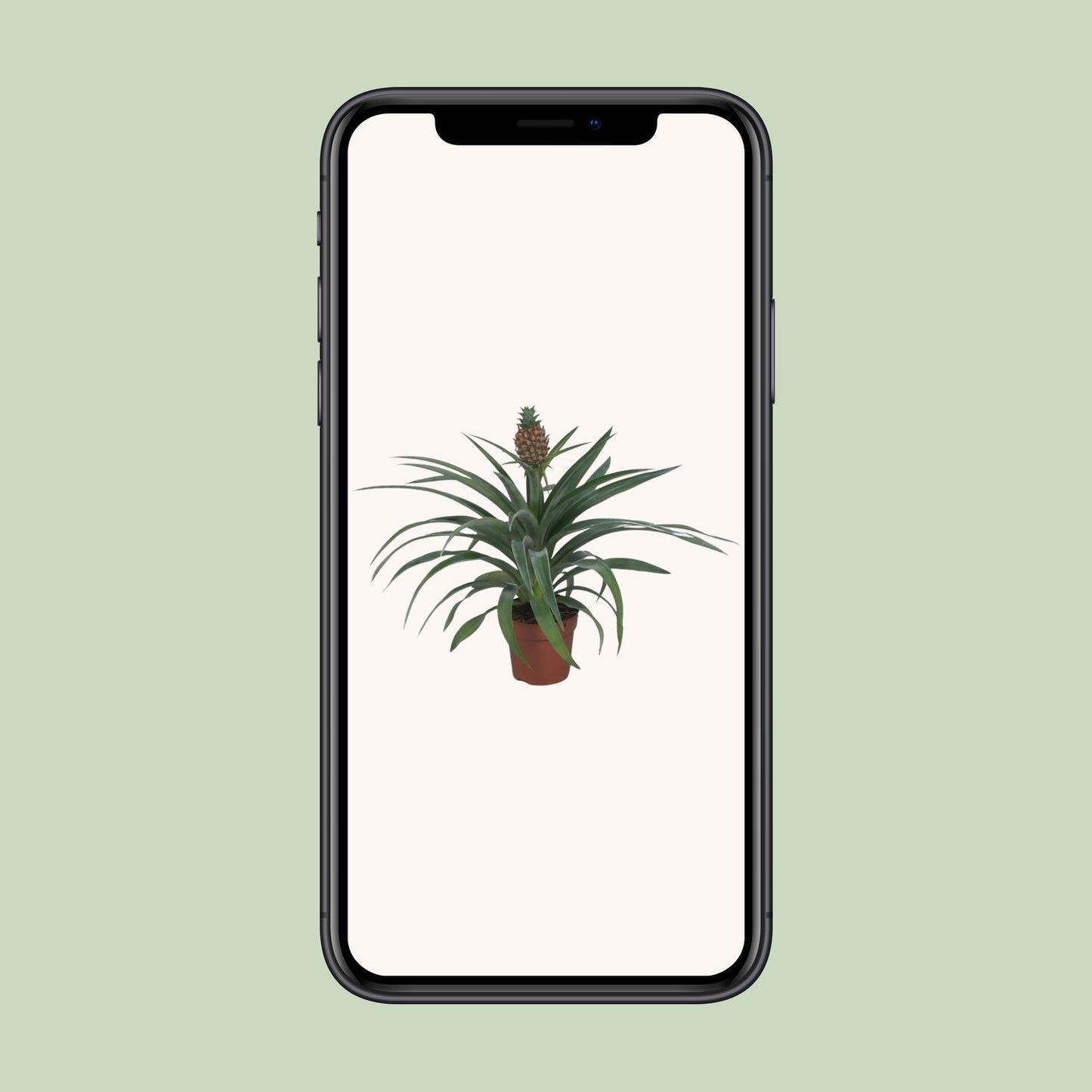 Ananasplant – Ananas kamerplant