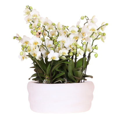 Kolibri Orchids | Witte orchideeënset in Como dish incl. waterreservoir | drie witte Lausanne orchideeën 12cm | Mono Bouquet wit met zelfvoorzienend waterreservoir