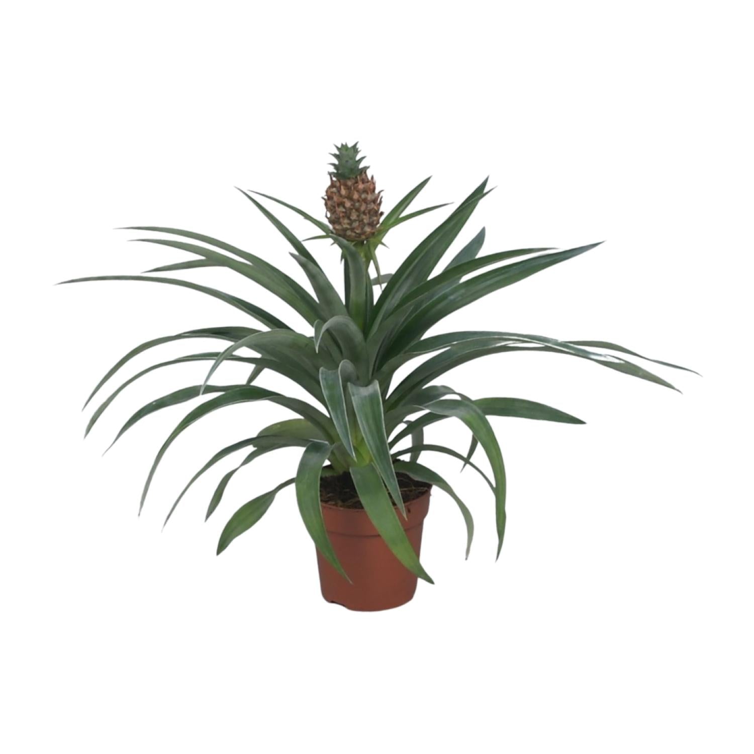 Ananasplant – Ananas kamerplant