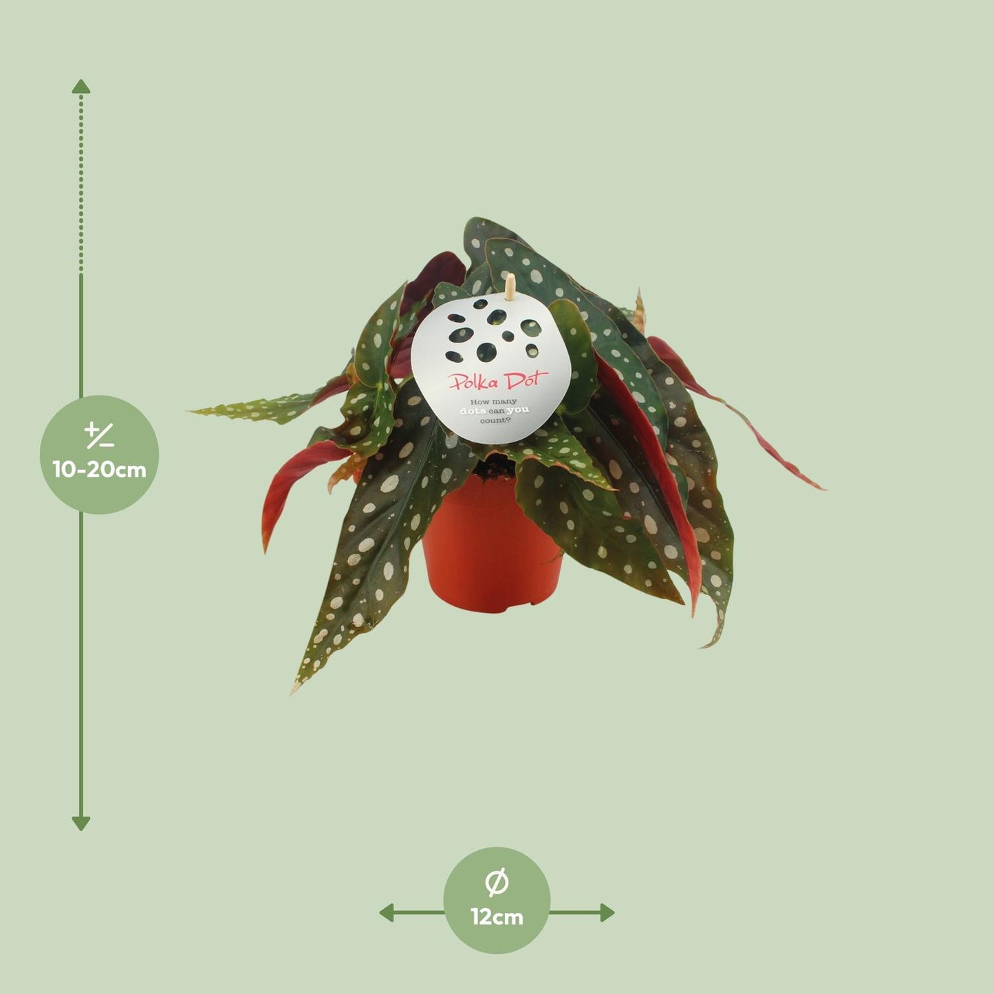 Begonia maculata – Stippenplant