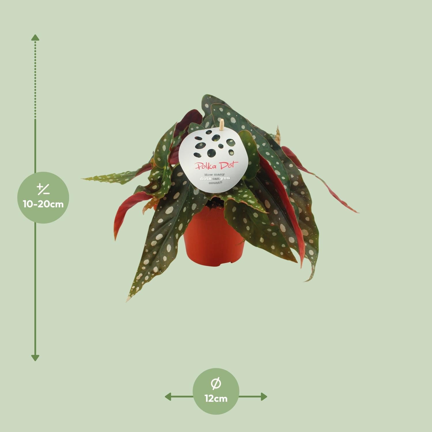 Begonia maculata – Stippenplant