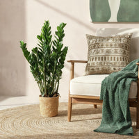 Zamioculcas Zamiifolia – ZZ-plant kamerplant