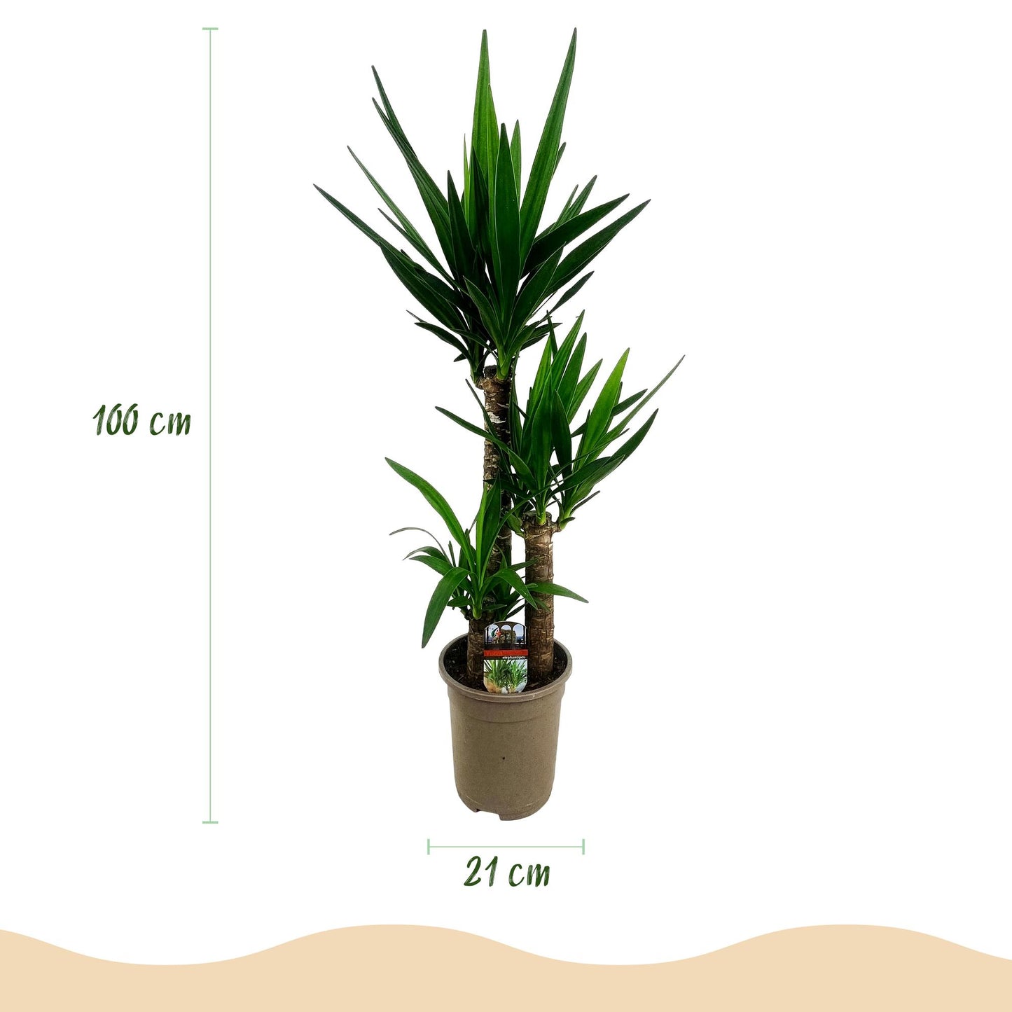 Sanseveria Laurentii – Vrouwentong kamerplant