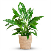 Spathiphyllum – Lepelplant kamerplant