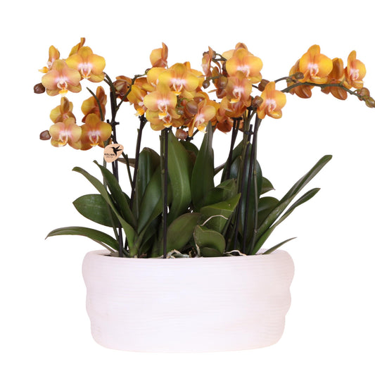 Kolibri Orchids | Oranje gouden orchideeënset in Como dish incl. waterreservoir | drie Oranje Gouden Las Vegas orchideeën 12cm | Mono Bouquet met zelfvoorzienend waterreservoir
