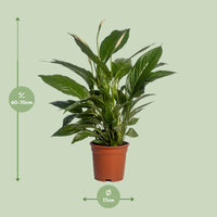 Spathiphyllum – Lepelplant kamerplant