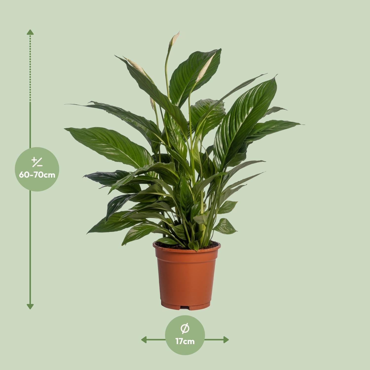 Spathiphyllum – Lepelplant kamerplant