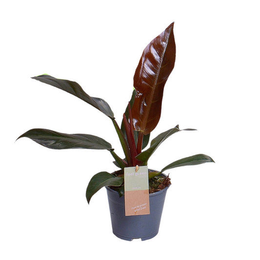 Philodendron Imperial Red – Philodendron kamerplant