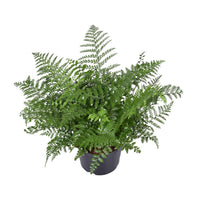Asplenium Parvati – Nestvaren kamerplant