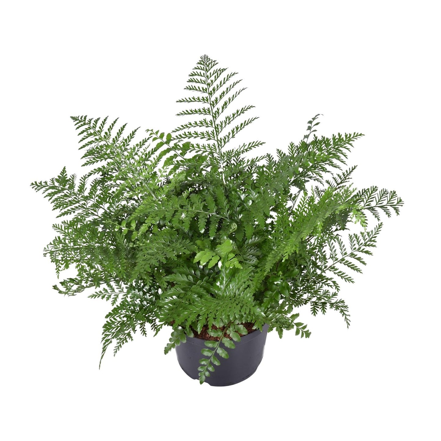 Asplenium Parvati – Nestvaren kamerplant
