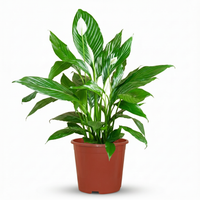 Spathiphyllum – Lepelplant kamerplant