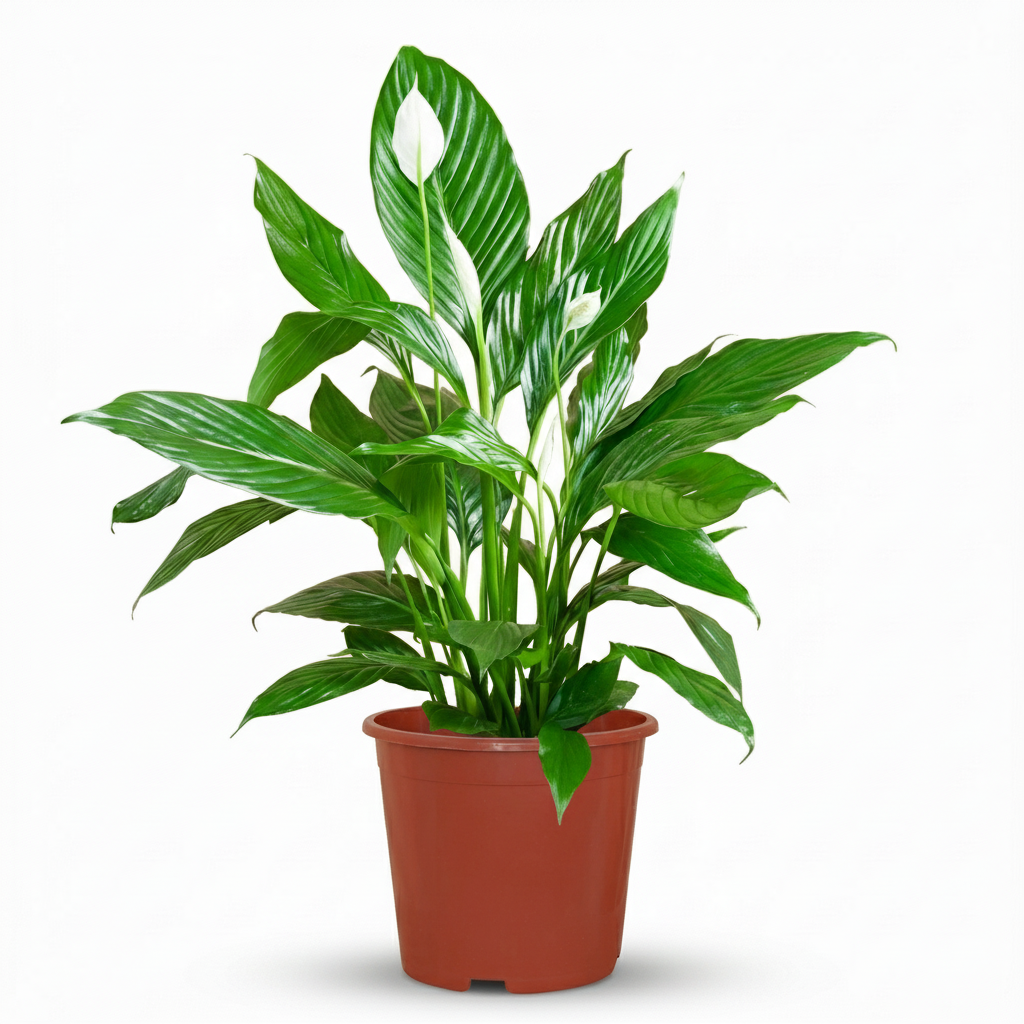 Spathiphyllum – Lepelplant kamerplant