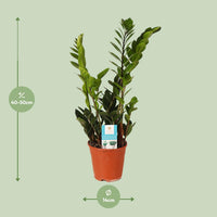 Zamioculcas Zamiifolia – ZZ-plant kamerplant