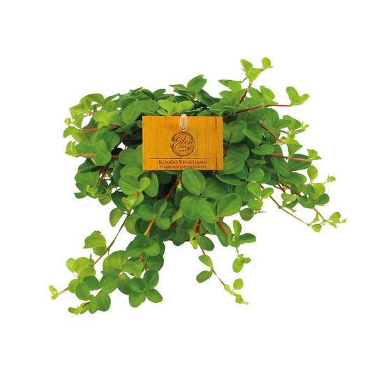 Peperomia Rotundifolia – Dwergpeperomia hangplant