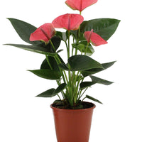 Anthurium – Flamingoplant Ø12 35-45 cm