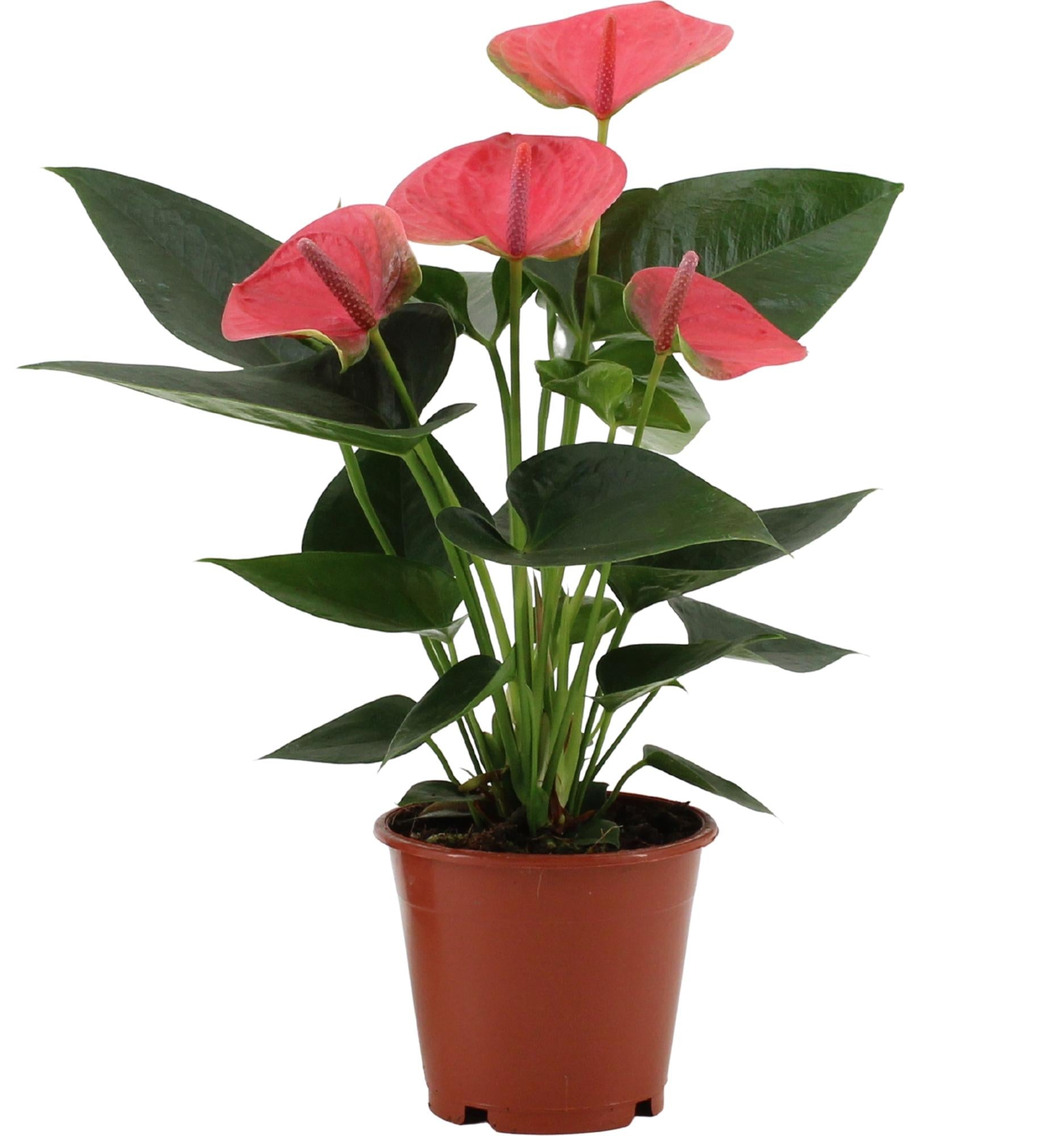Anthurium – Flamingoplant Ø12 35-45 cm