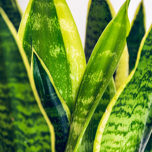 Sanseveria Laurentii – Vrouwentong kamerplant