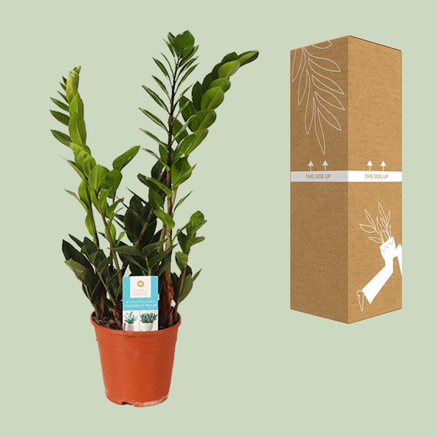 Zamioculcas Zamiifolia – ZZ-plant kamerplant