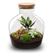 DIY terrarium - Fat Joe Rood - ↕ 30 cm