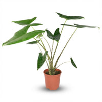 Alocasia zebrina – Olifantsoor