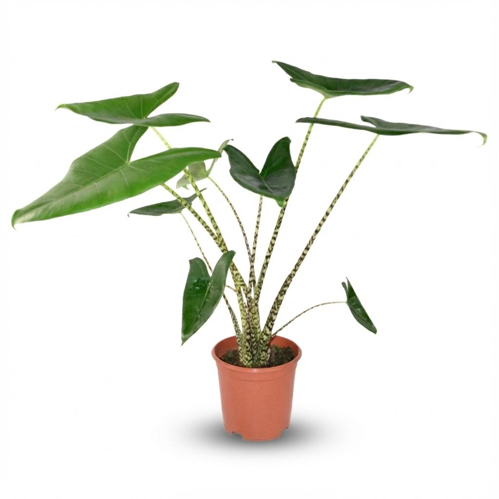Alocasia zebrina – Olifantsoor