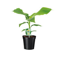 Musa Dwarf Cavendish – Bananenplant kamerplant