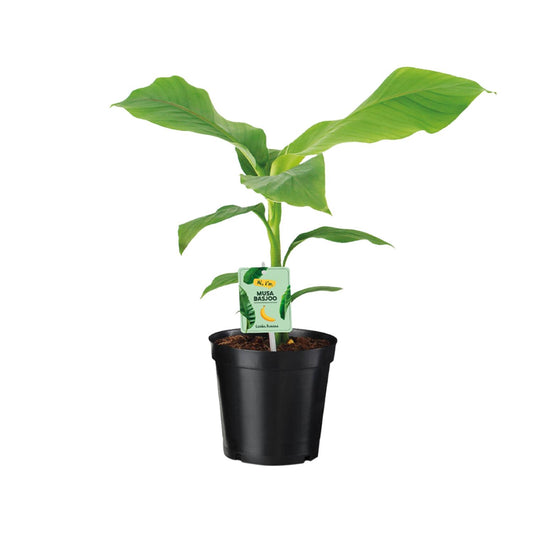 Musa Dwarf Cavendish – Bananenplant kamerplant