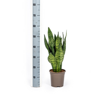 Sanseveria Zeylanica – Vrouwentong kamerplant
