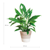 Spathiphyllum met Mand Lissabon wit - 80cm - Ø21