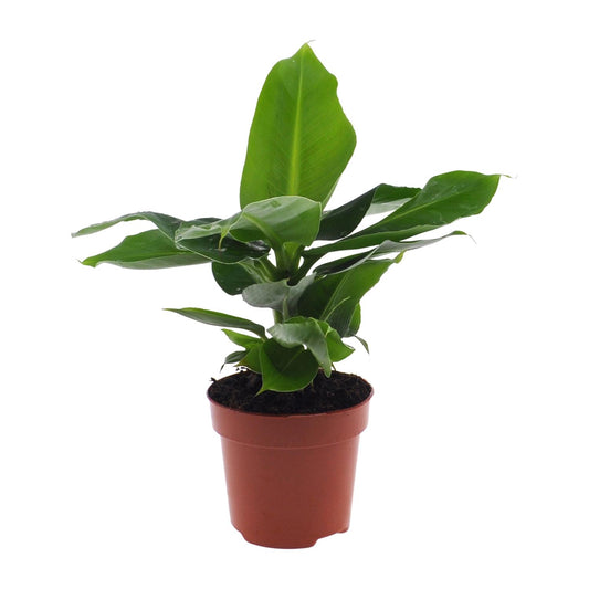 Musa Dwarf Cavendish – Bananenplant kamerplant