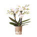 Kolibri Orchids | Witte phalaenopsis orchidee potmaat Ø9cm | Zürich | bloeiende kamerplant - vers van de kweker