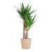 Yucca Elephantipes met Sofia mand naturel - 90cm - Ø21