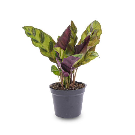Calathea Lancifolia – Rattlesnake plant kamerplant