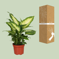 Dieffenbachia Camilla – Dieffenbachia kamerplant