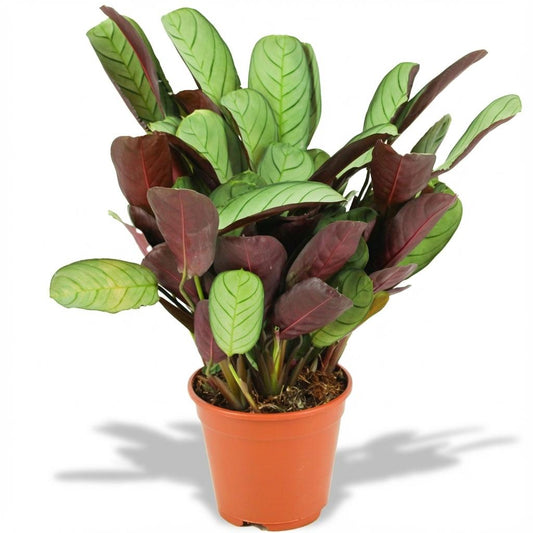 Calathea Ctenanthe – Pauwenplant kamerplant