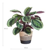 Calathea Medaillon met Lissabon mand zwart - 65cm - Ø19