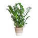 Zamioculcas Zamiifolia met Mand Lissabon wit  - 80cm - Ø21