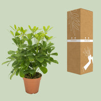 Schefflera Arboricola – Vingersboom kamerplant