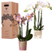 Phalaenopsis mix – Ø9cm – ↕25-35cm