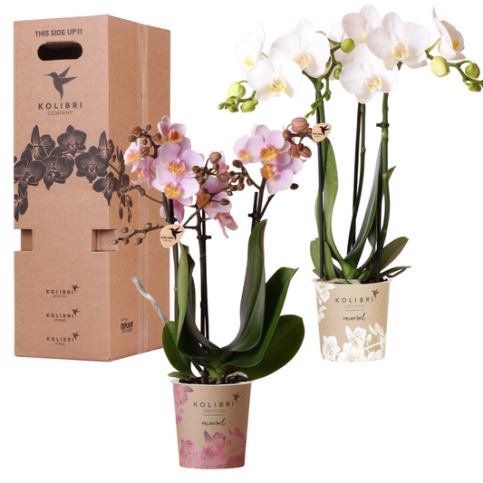 Phalaenopsis mix – Ø9cm – ↕25-35cm