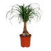 Beaucarnea Nolina - Ø19cm - ↕60cm