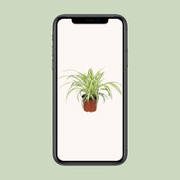 Chlorophytum - Ø12cm - ↕25cm