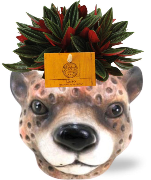 Peperomia Rosso – Dwergpeperomia kamerplant