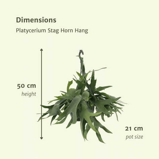 Platycerium Bifurcatum – Hertshoornvaren kamerplant